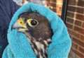‘Kicked’ falcon rescued from railway arches