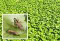 Insect leading fight against invasive plant ‘choking’ Kent’s rivers
