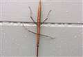 Mystery after stick insect found at home