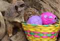 Watch: Meerkats tuck into Easter Eggs