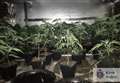 190 plants seized as cannabis farms raided 