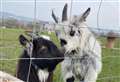 'Stolen' pygmy goats returned overnight