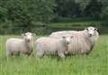Woman arrested after sheep killed
