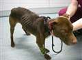 Dog found starved to half its normal weight
