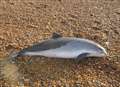 Dead porpoise washes up on beach