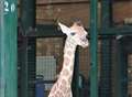 Baby giraffe's big role for species' future
