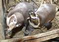 Gay penguins cause a flap at wildlife park