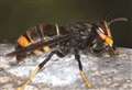 Killer Asian hornet search continues 