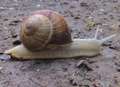 Is Kent facing a Roman snail invasion?
