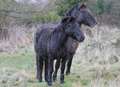 New home for wild horses 