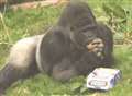 Gorillas go bananas over Easter eggs