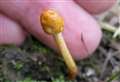 Rare ‘Last of Us’ zombie fungi found in Kent wood