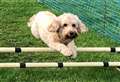 Outdoor dog show sets tails wagging