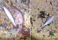 Mystery as hundreds of dead fish wash up on beach