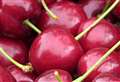 Thousands of unwanted cherries saved by volunteers 