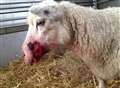 Sheep left with 'horrific' injuries after loose dog attack