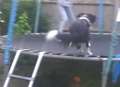 Trampolining dog bounces into next door's garden