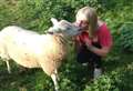 Sheep owner 'devastated' over fears animal stolen from field