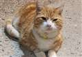 Three-legged railway cat goes missing