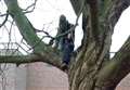 Protester climbs tree to stop felling 