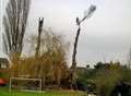 Timber! Gigantic poplar trees chopped down