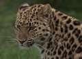 Leopard changes its spot - from Kent to Utah