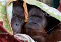 Animal park welcomes critically endangered orangutans