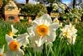 Where to see Kent’s delightful daffodils this spring