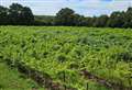 Family-run Kent vineyard goes on the market