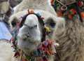 Motorway delays give camels the hump