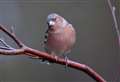 Disease spread by garden bird feeders is killing finches 