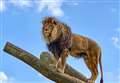 Lion's death leaves animal park staff 'heartbroken'