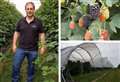 Kent blackberry farmer to appear in TV ad