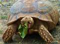 Tortoises saved after heat lamp fire