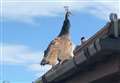 Peahen winging it on the loose