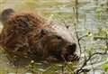 Eager beavers keep Kent alive