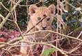 Lion cub under care of specialist team