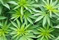 Cannabis plants discovered by police