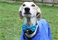 Dapper dog given makeover to help find home