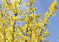 Japanese quince and forsythia make a dynamic duo 