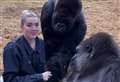 Touching moment zoo boss’ daughter feeds gorillas she’s known from birth