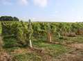 Wine for sale after son wins battle with mum