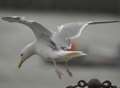 Call for feeding ban after seagull attack left child bleeding
