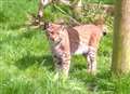 Missing lynx escaped from zoo returned