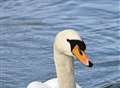 Swans killed in "despicable" attack