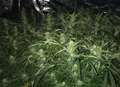 Officers 'sniff out' cannabis plants