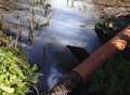 Is mystery leak poisoning carp at fishing lake?