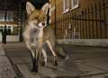 Pet owners warned over fox snares