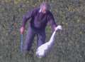 Video: Farmer who brutally killed swans fined