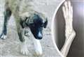 Family's bid to save Greek puppy